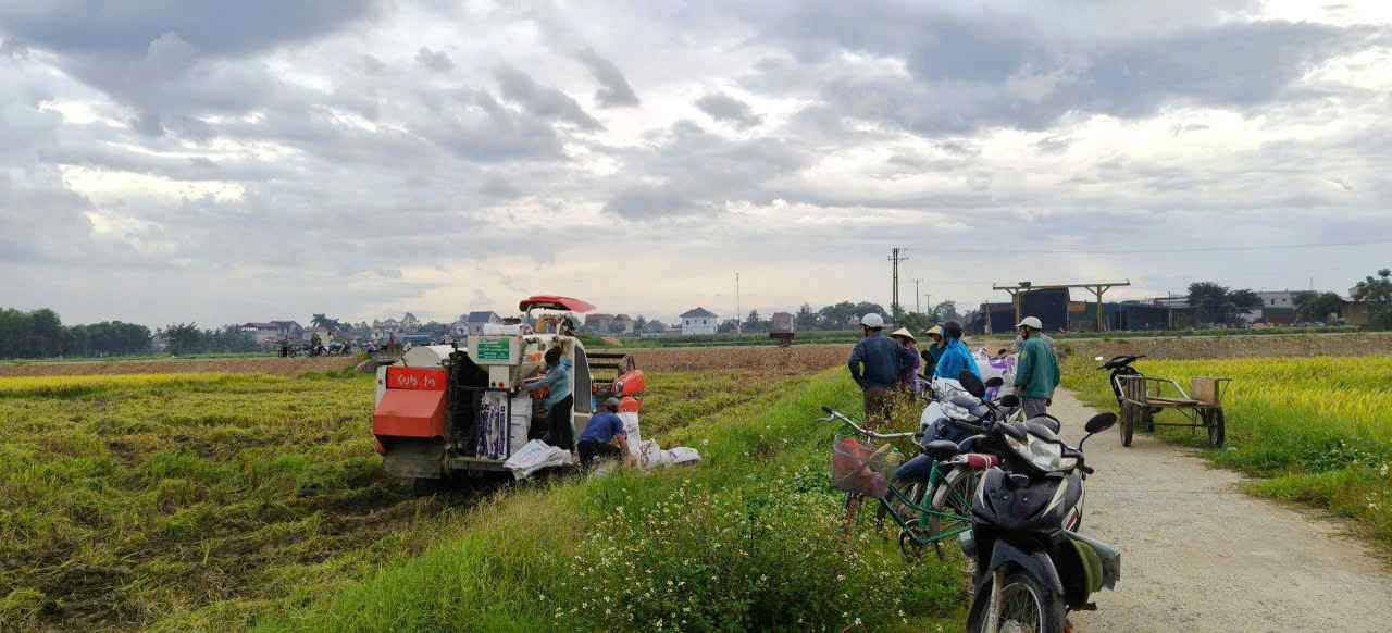 Xã Xuân Tín đẩy nhanh tiến độ thu hoạch lúa vụ chiêm xuân, chủ động sản xuất vụ thu mùa 2026