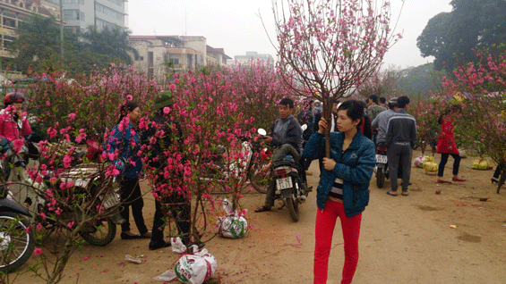 Đảm bảo TTCC, TTATGT tại địa bàn, khu vực mua, bán hoa, cây cảnh trong dịp Tết Nguyên đán Bính Ngọ năm 2026