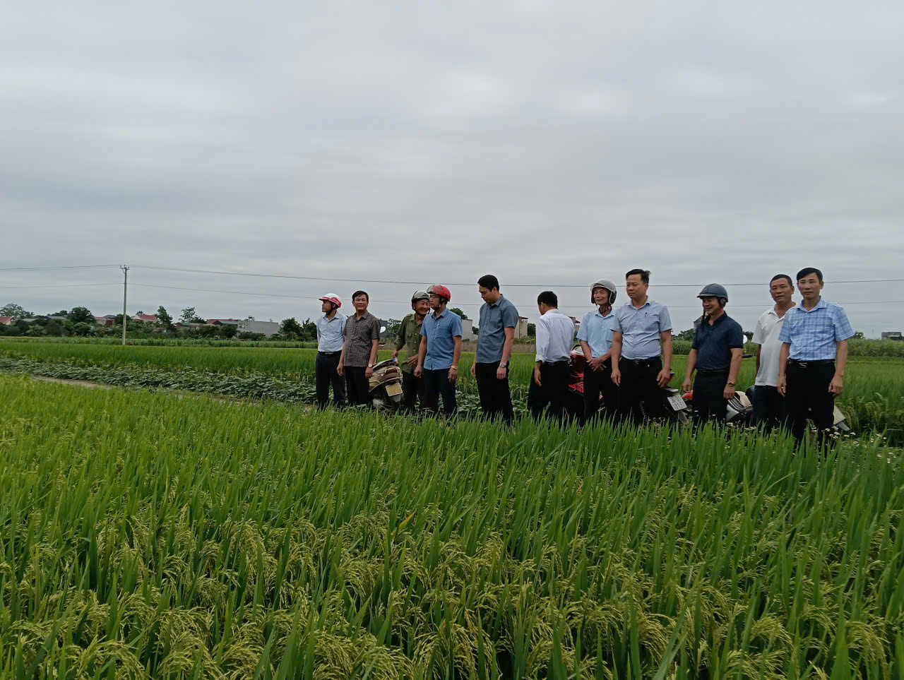 Xã Lam Sơn tổ chức xuống đồng kiểm tra, đánh giá năng suất, sản lượng cây trồng vụ Xuân năm 2026