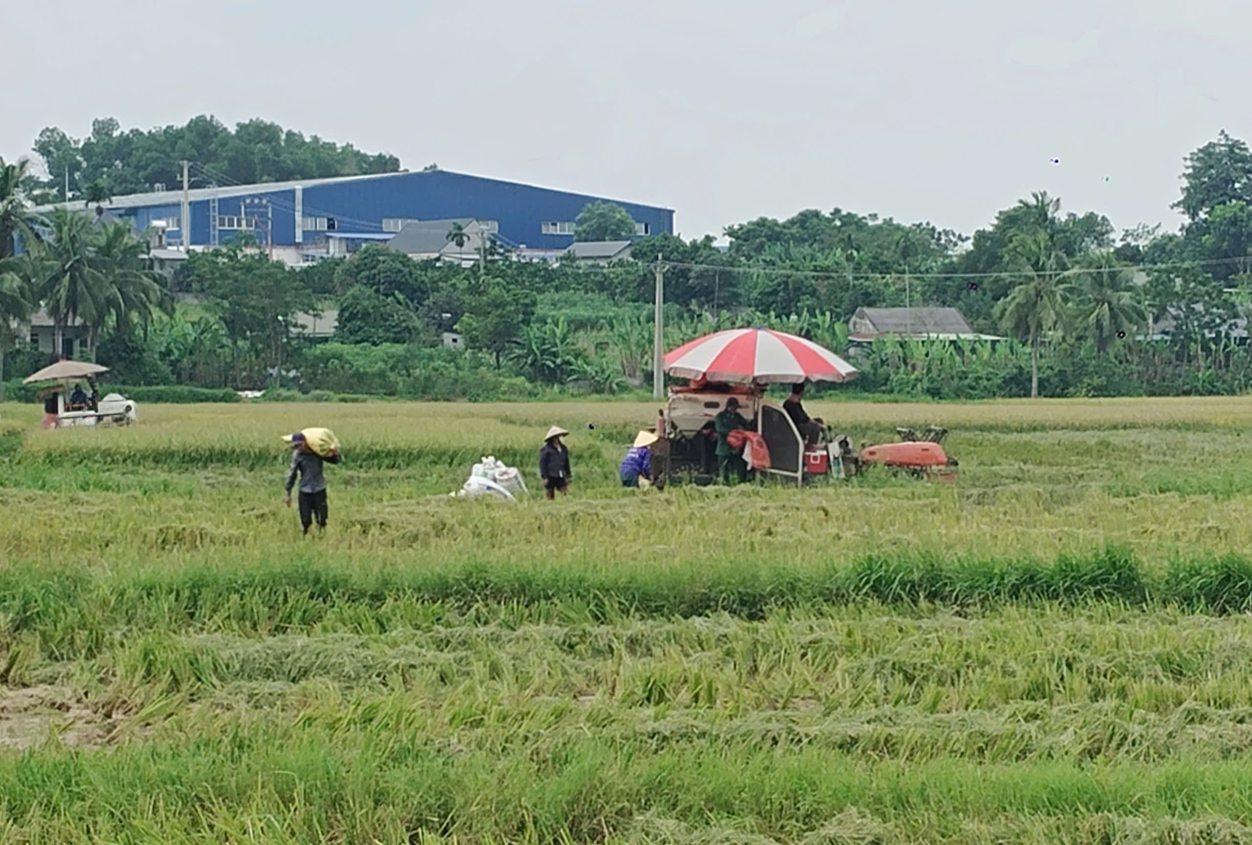 Cần chủ động thu hoạch lúa Chiêm Xuân với phương châm “xanh nhà hơn già đồng”