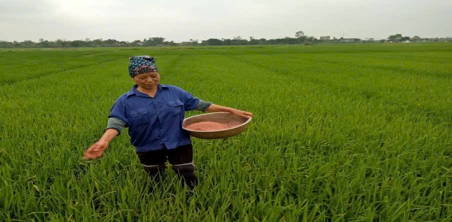 Tăng cường chăm sóc và chủ động phòng, trừ sâu bệnh hại lúa  vụ Mùa năm 2026