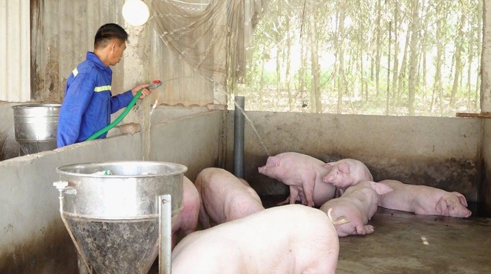 Tăng Cường Công Tác Bảo Vệ Môi Trường Đối Với Các Trang Trại Chăn Nuôi Lợn Trên Địa Bàn Xã Xuân Hòa