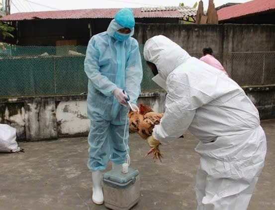 Xã Thọ Xuân tổ chức tiêm phòng cho đàn gia súc, gia cầm và phòng dại cho đàn chó đợt 2, năm 2025