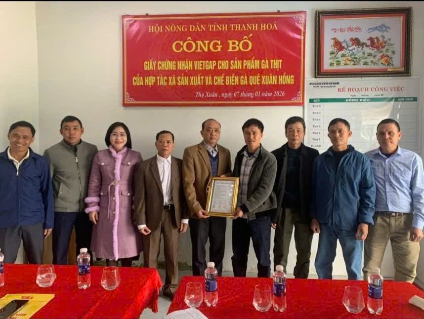 Hợp tác xã gà quê Xuân Hồng: Hướng đi mới cho chăn nuôi bền vững 