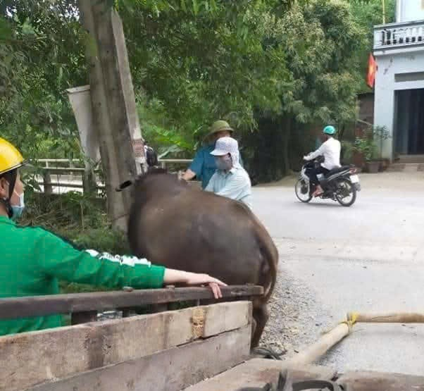 Xã Thọ Xuân đẩy mạnh tiêm phòng vắc xin cho đàn gia súc gia cầm