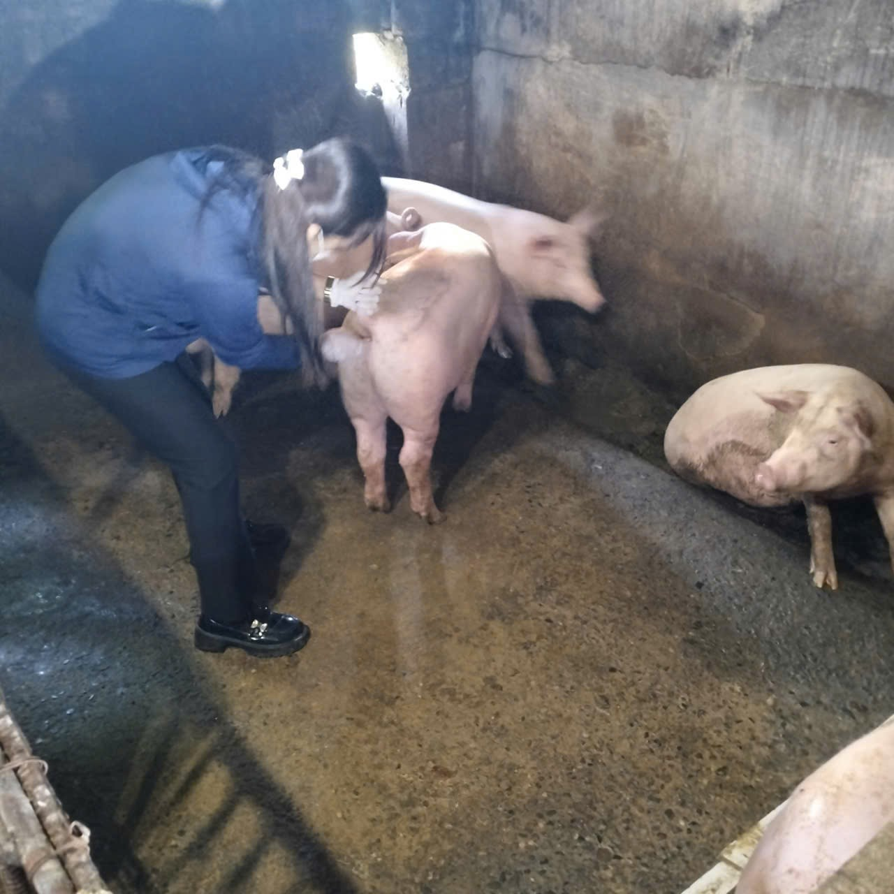 Trong bối cảnh dịch bệnh trên đàn vật nuôi diễn biến ngày càng phức tạp, việc không tiêm phòng vắc xin đang trở thành một “lỗ hổng” nguy hiểm trong công tác chăn nuôi.