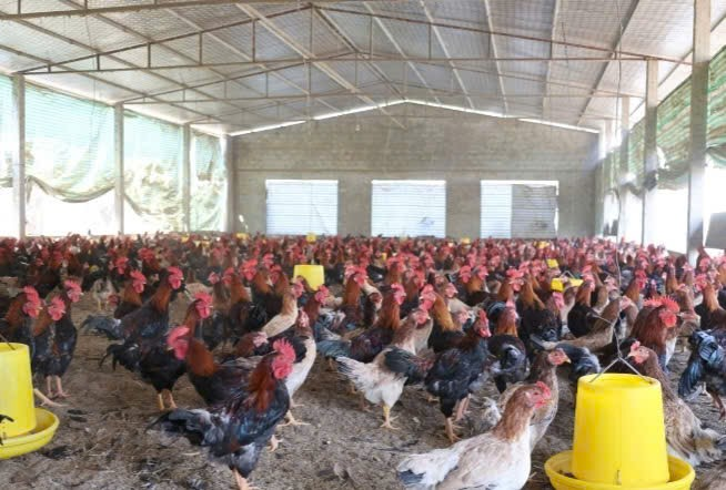 Gà quê Xuân Hồng đạt OCOP 3 sao: Khẳng định hướng đi bền vững cho phát triển chăn nuôi tại Thọ Xuân