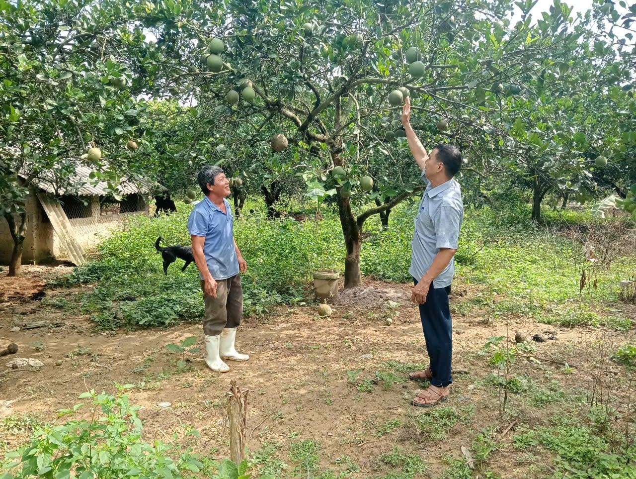 Thọ Xuân tạo đột phá trong tích tụ đất đai, phát triển nông nghiệp công nghệ cao