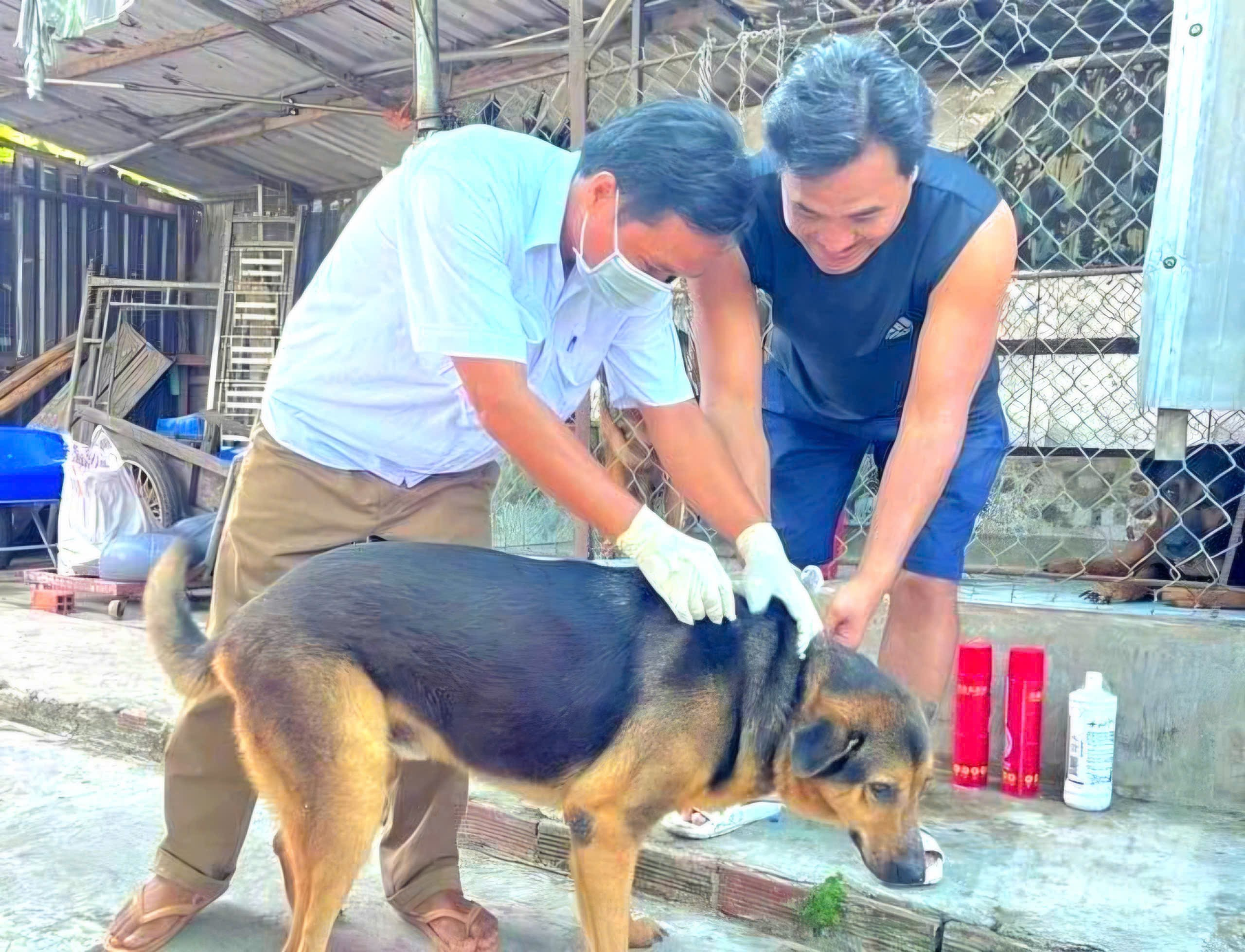 Thanh Hóa triển khai “Năm cao điểm” tiêm vắc xin phòng bệnh Dại cho đàn chó, mèo và tăng cường kiểm soát dịch bệnh năm 2026
