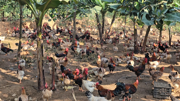 Phòng bệnh cho đàn gia cầm – Nâng cao hiệu quả chăn nuôi, đảm bảo an toàn thực phẩm