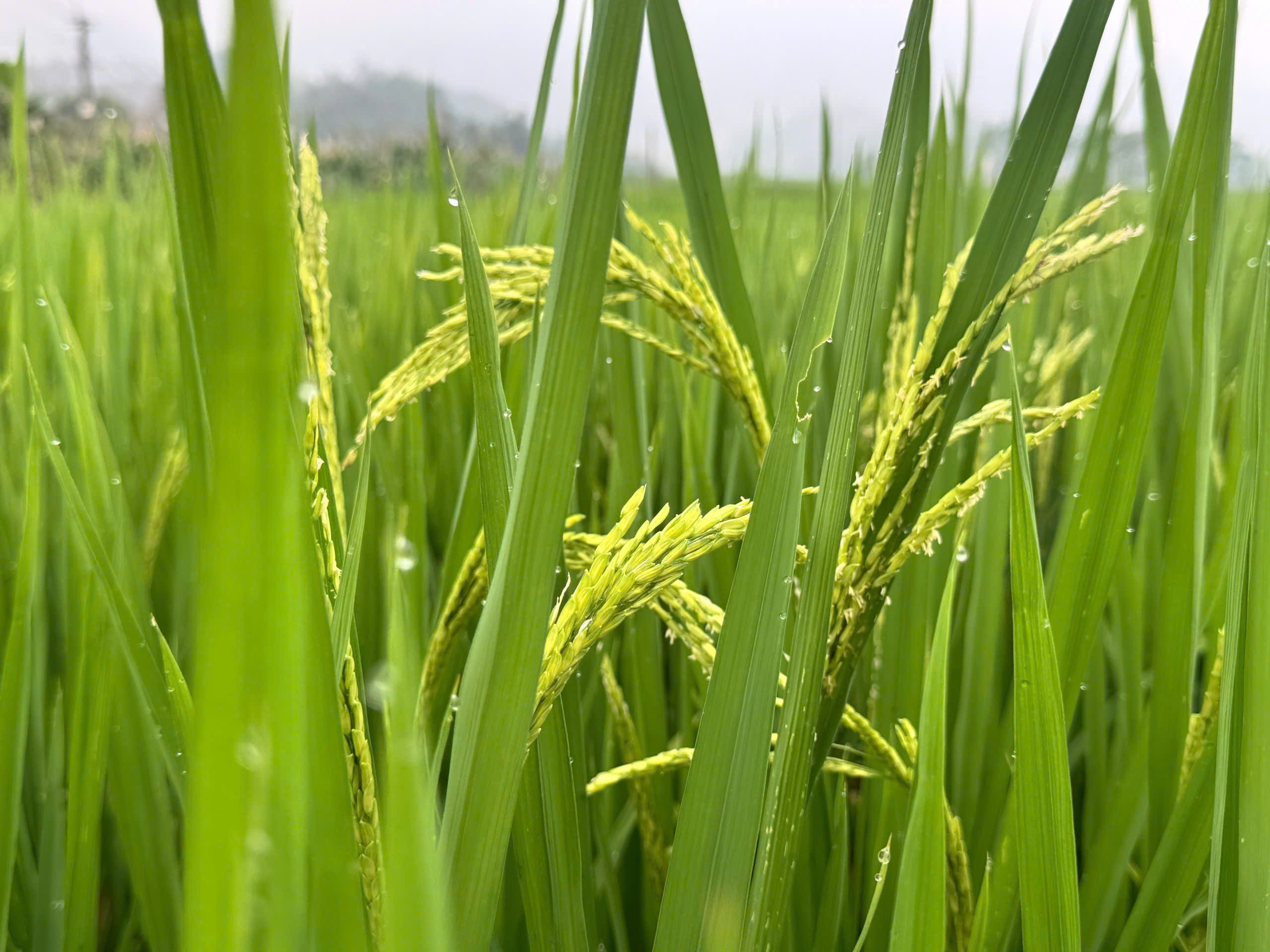 TRUNG TÂM CUNG ỨNG DỊCH VỤ CÔNG XÃ THƯỢNG NINH TĂNG CƯỜNG KIỂM TRA, NẮM TÌNH HÌNH CÂY LÚA VỤ XUÂN GIAI ĐOẠN TRỖ BÔNG