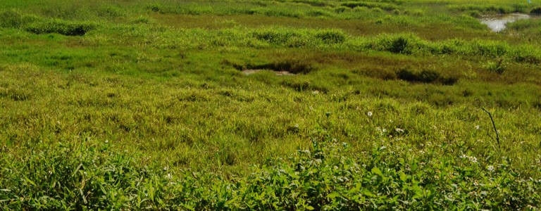 cánh đồng hoag.jpg