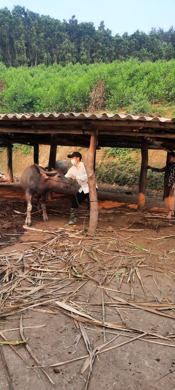 Quyết liệt triển khai các biện pháp phòng, chống dịch bệnh cho đàn vật nuôi trện địa bàn xã Bình Lương