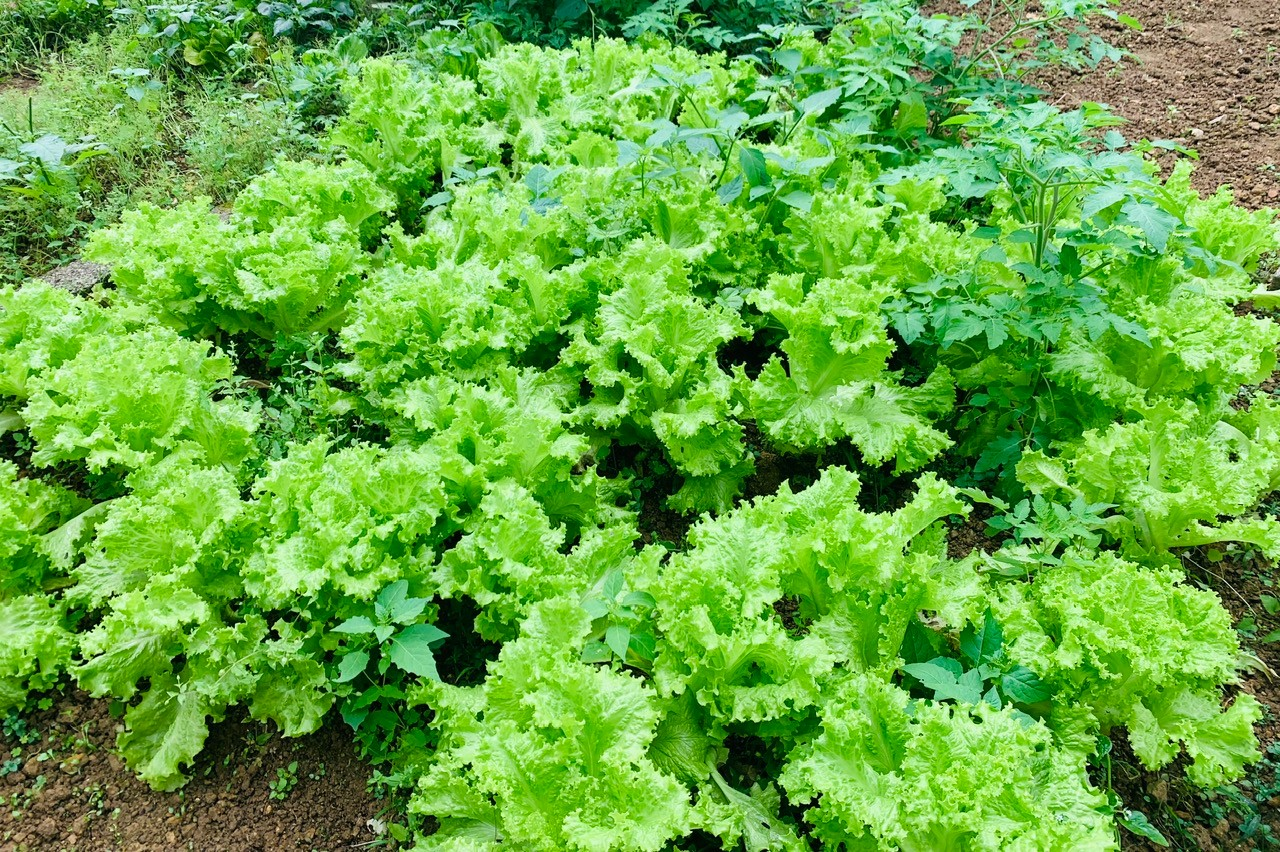 VẬN ĐỘNG MỖI HỘ GIA ĐÌNH TRỒNG ÍT NHẤT 30m² RAU SẠCH PHỤC VỤ BỮA ĂN GIA ĐÌNH .