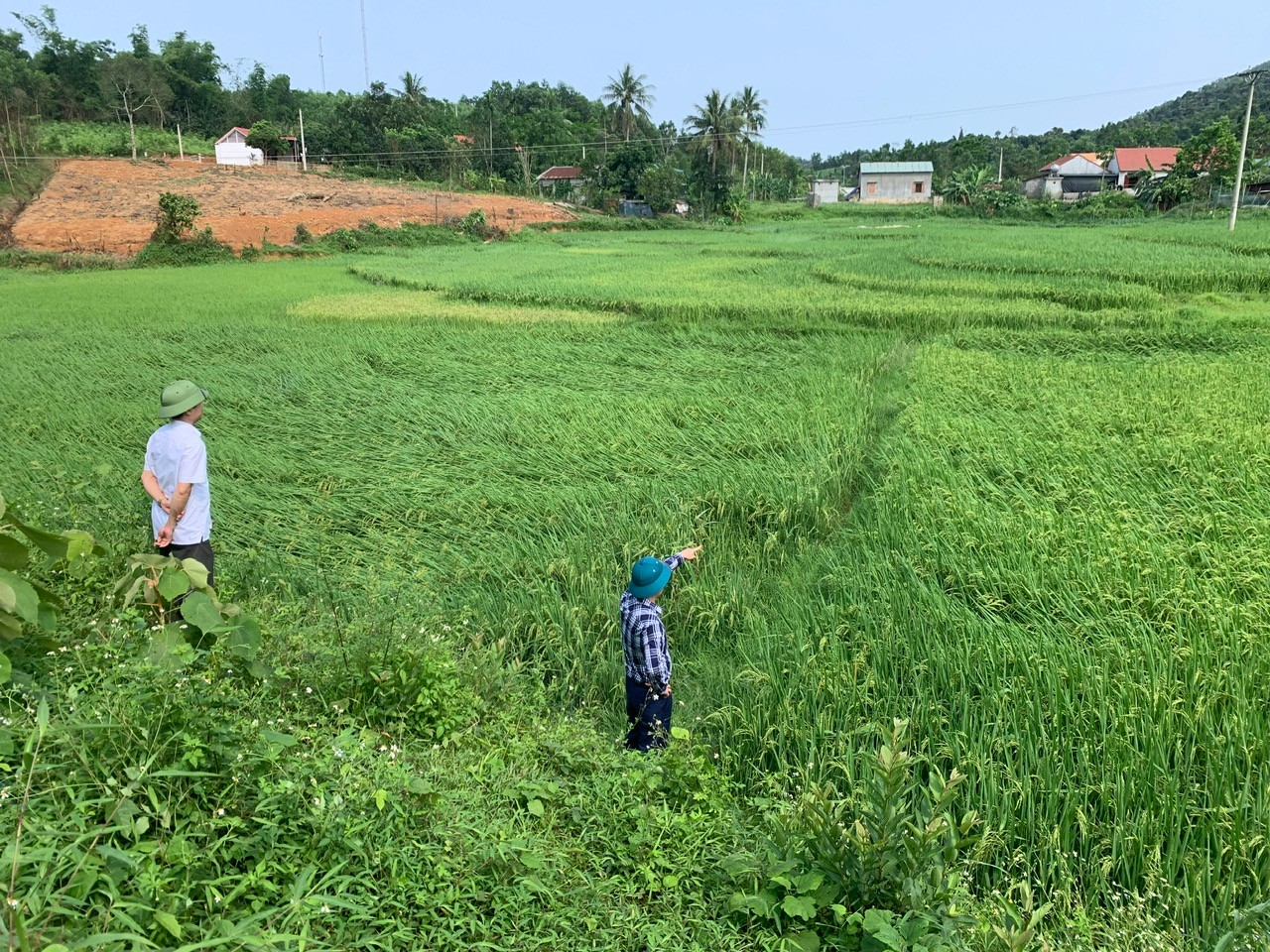 ĐỒNG CHÍ LÊ HUY CHUNG, CHỦ TỊCH UBND XÃ XUÂN THÁI, KIỂM TRA LÚA THIỆT HẠI DO DÔNG LỐC TẠI THÔN QUẢNG ĐẠI