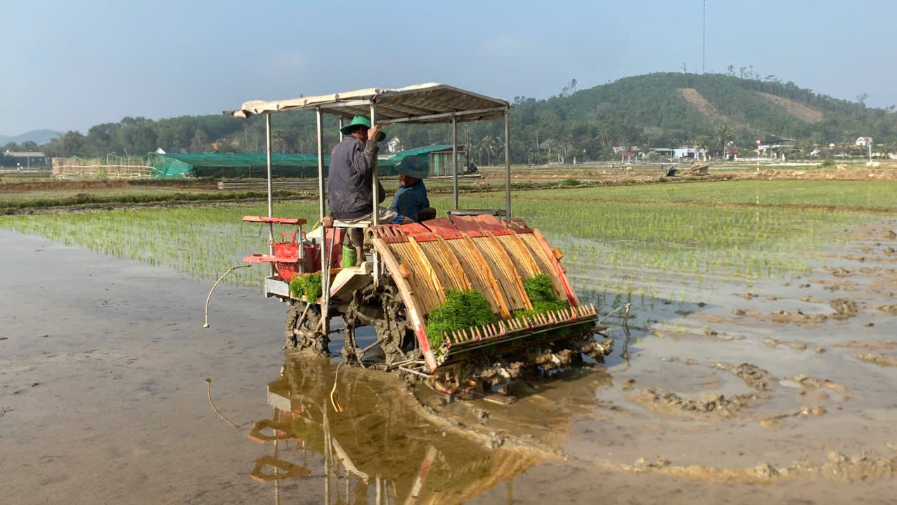 NÔNG DÂN MẬU LÂM CHỦ ĐỘNG SẢN XUẤT, QUYẾT TÂM THẮNG LỢI VỤ LÚA ĐÔNG XUÂN NĂM 2026.