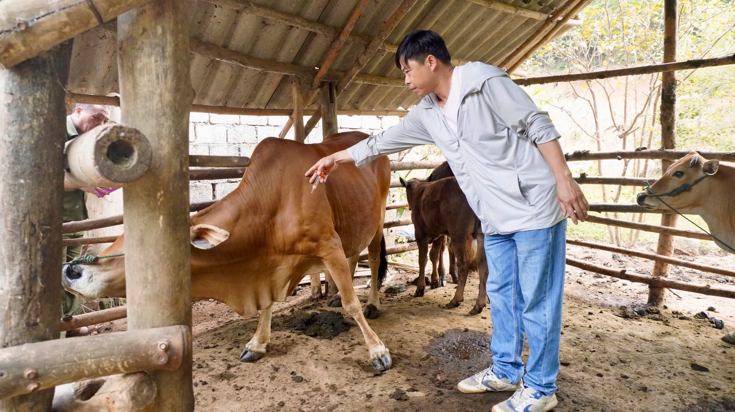 MẬU LÂM HOÀN THÀNH TIÊM PHÒNG VẮC XIN ĐỢT MỘT NĂM 2026 CHO ĐÀN GIA SÚC, GIA CẦM, BẢO VỆ AN TOÀN CHĂN NUÔI.  ​