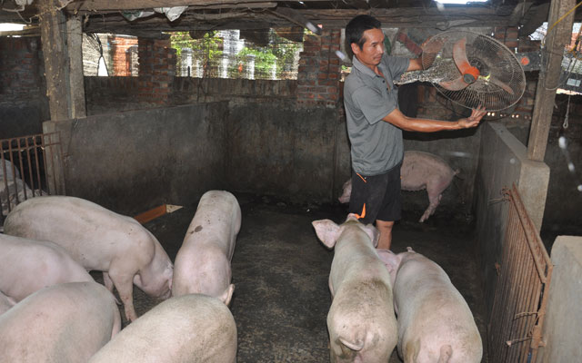 Chủ động phòng, chống nắng nóng cho đàn gia cầm