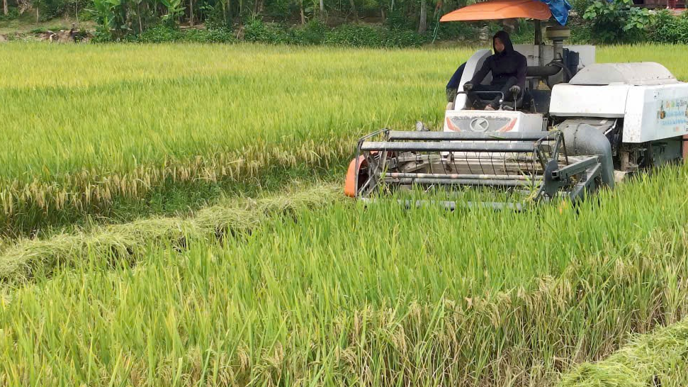 Xã Như Thanh khẩn trương thu hoạch lúa Xuân tránh mưa giông, gió lốc