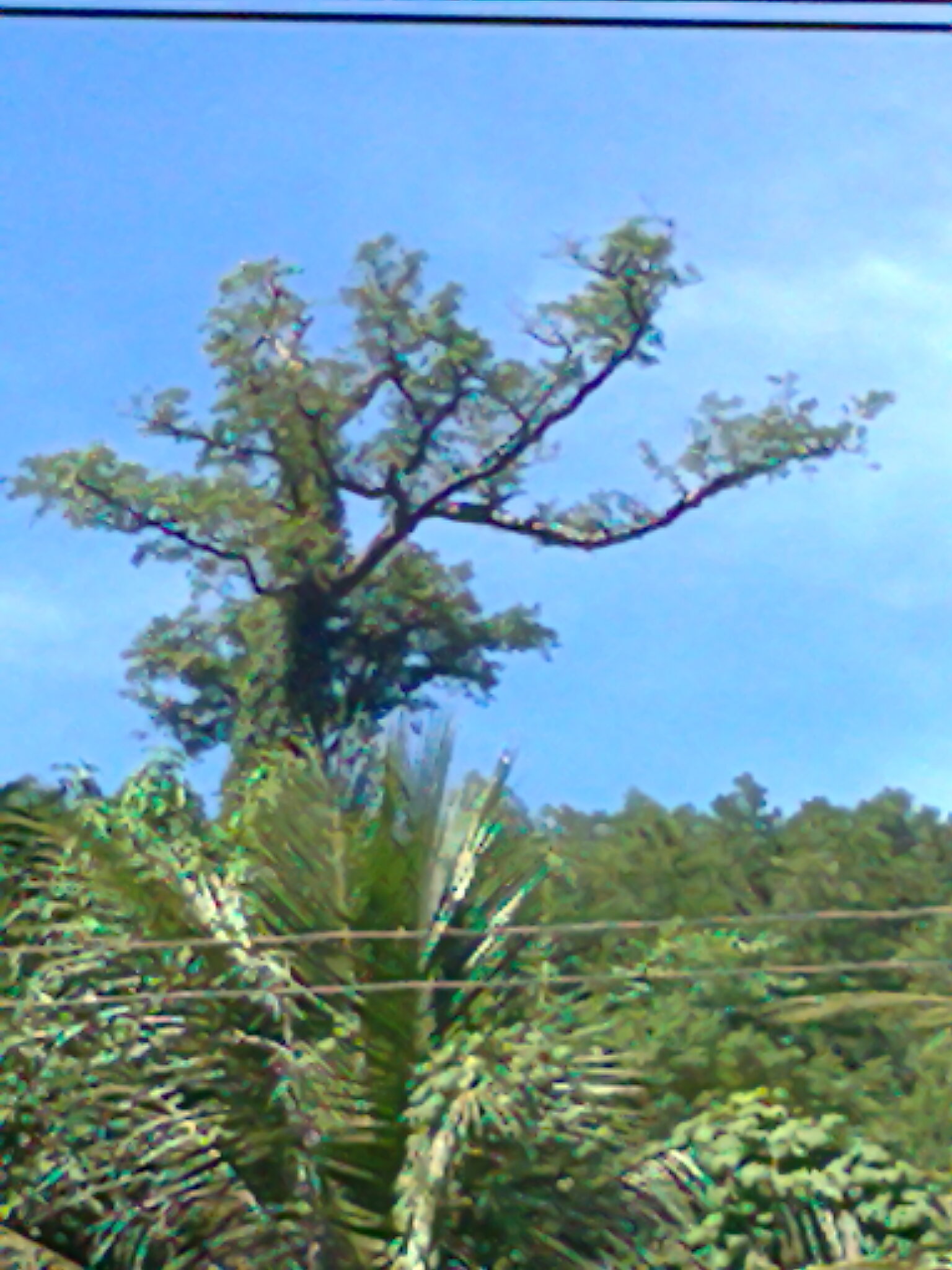 Hình0629.jpg