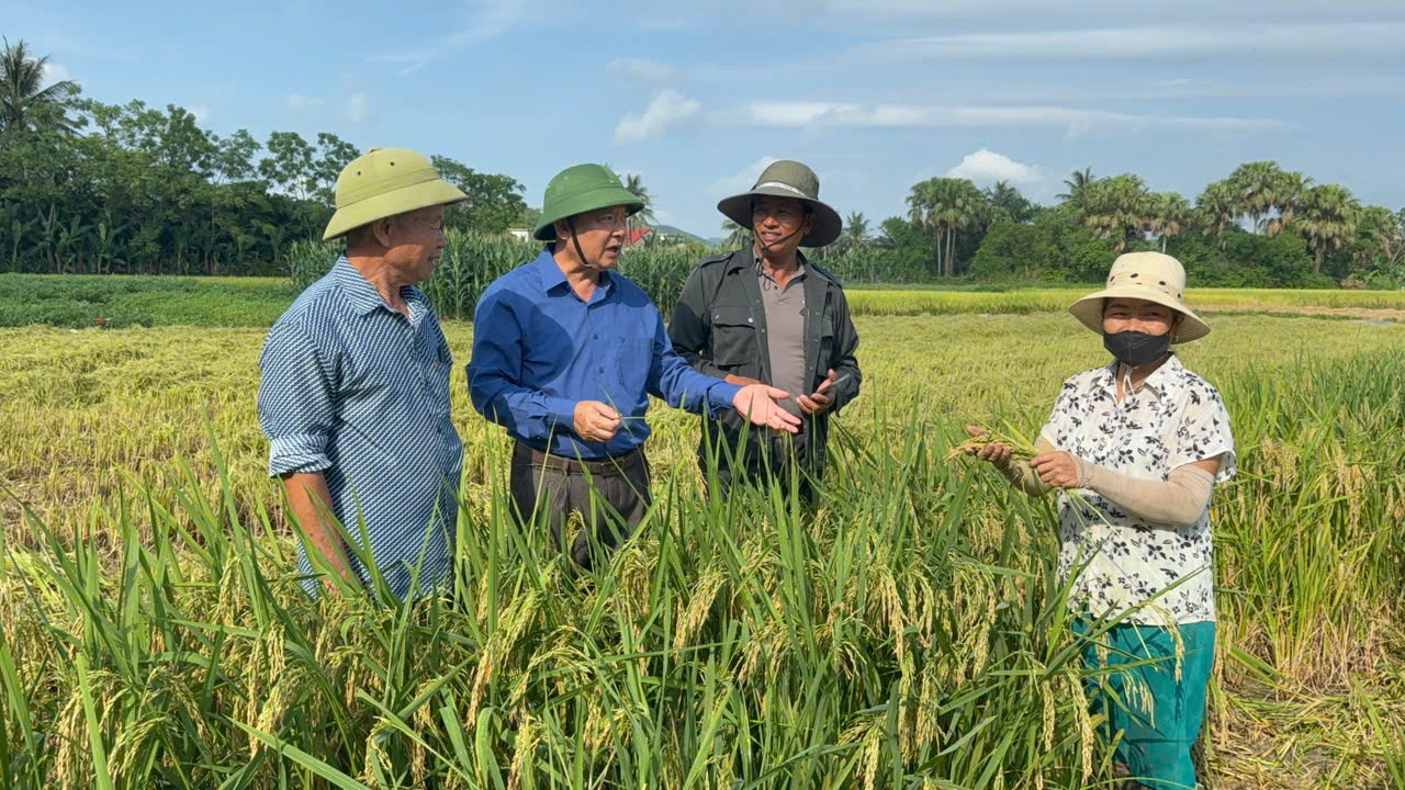 Bí thư Đảng ủy, Chủ tịch HĐND xã  Đặng Tiến Dũng kiểm tra tình hình thu hoạch lúa vụ Xuân năm 2026