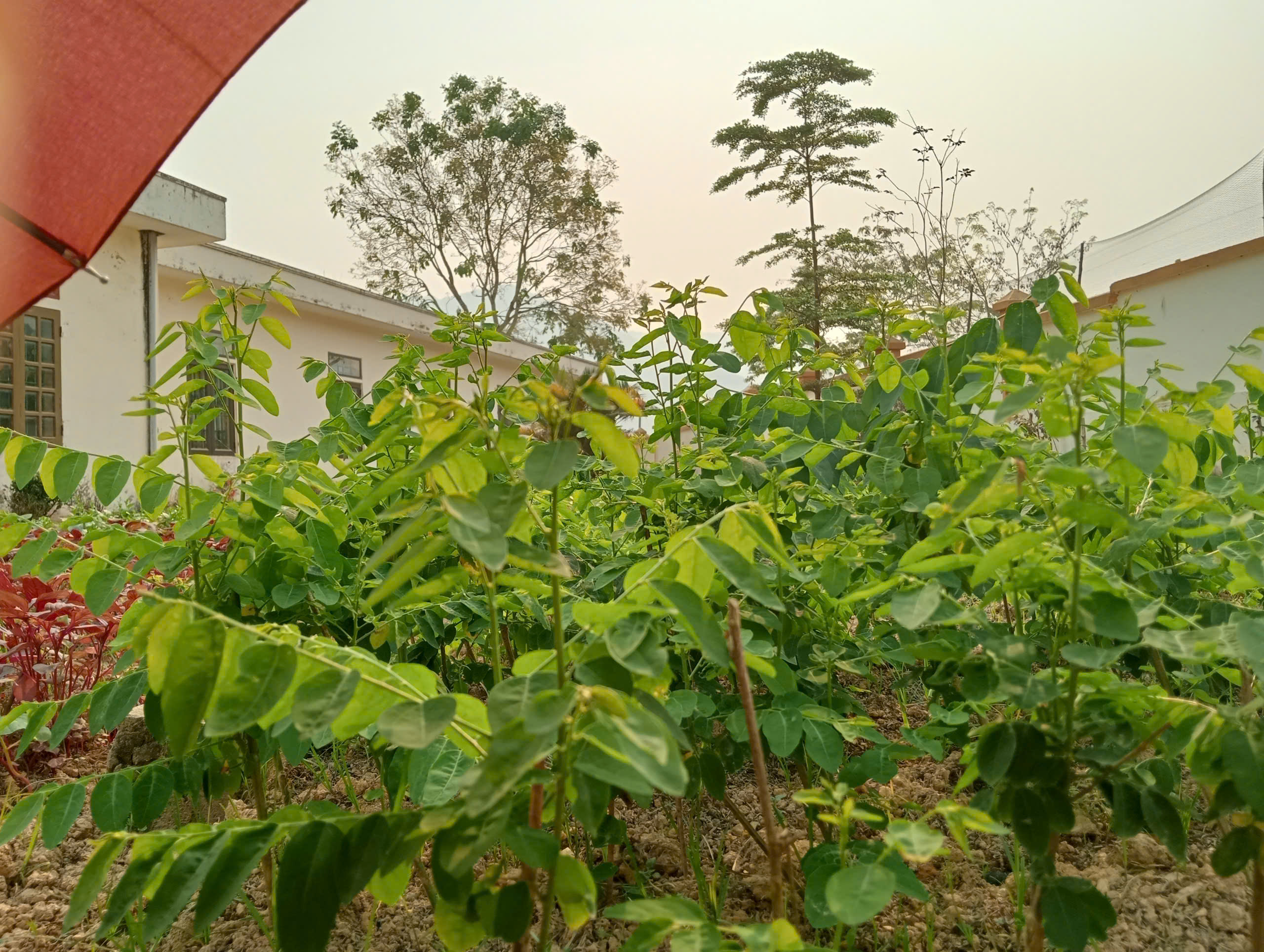 Trường Mầm non Thanh Quân: Tăng cường cải tạo vườn rau, nâng cao chất lượng bữa ăn bán trú cho trẻ