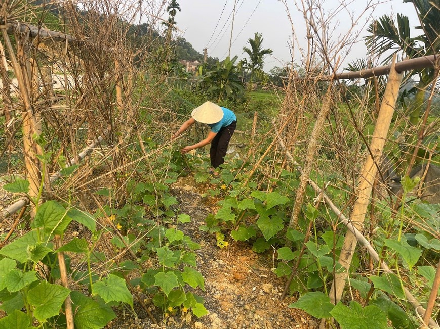 Hội Phụ nữ xã tích cực vận động hội viên duy trì vườn rau xanh