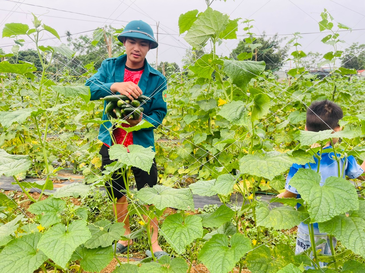 HTXDVNN CÔNG CHÍNH TỔ CHỨC ĐOÀN THAM QUAN HỌC TẬP KINH NGHIỆM TRỒNG DƯA KIẾM NHẬT TẠI THÔN TAM HÒA XÃ CÔNG CHÍNH