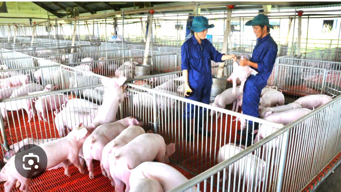 Tăng cường các biện pháp phòng, chống bệnh Dịch tả lợn Châu Phi trên địa bàn xã