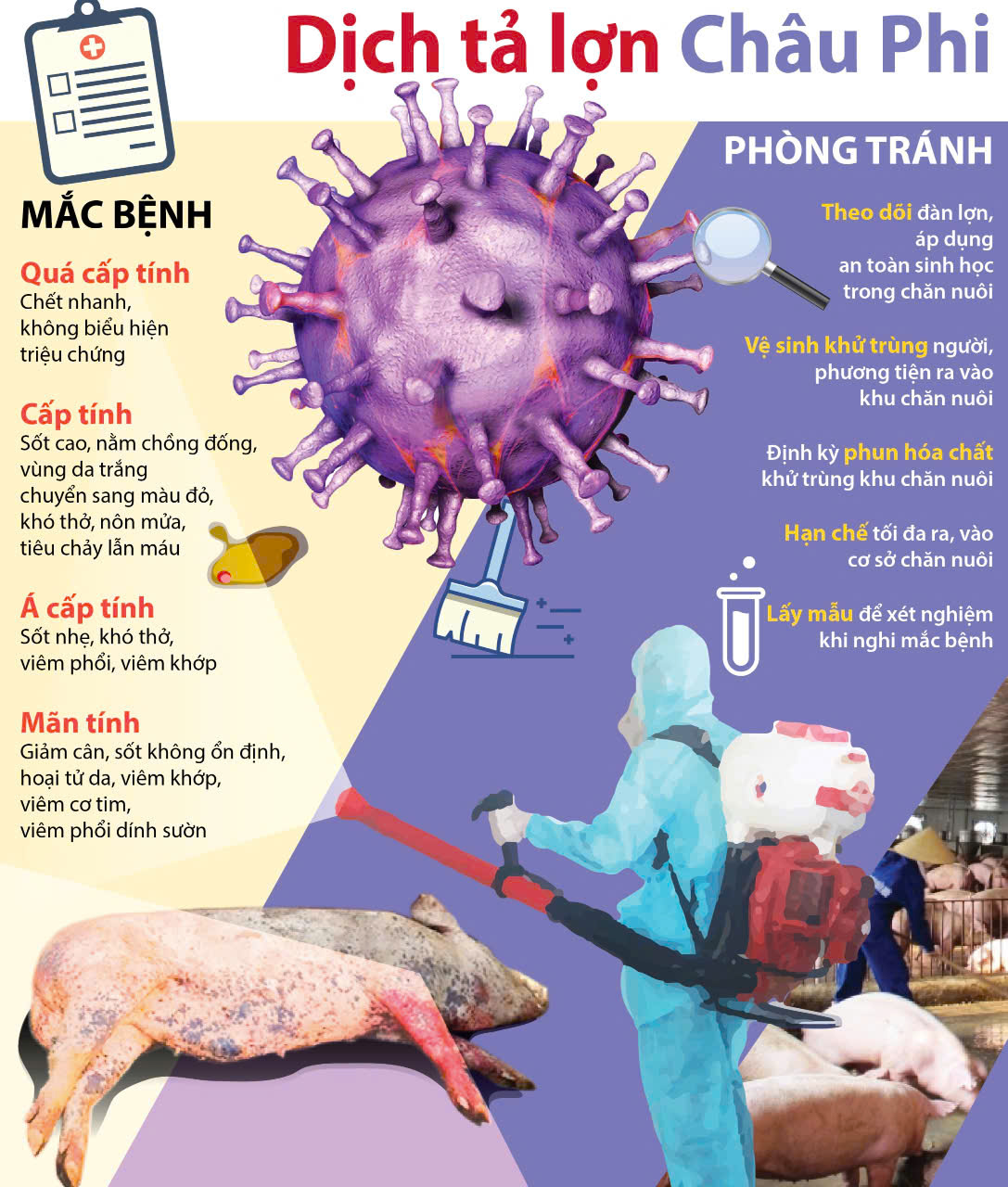 TUYÊN TRUYỀN CHỦ ĐỘNG PHÒNG, CHỐNG DỊCH TẢ LỢN CHÂU PHI – BẢO VỆ ĐÀN VẬT NUÔI, ỔN ĐỊNH SẢN XUẤT