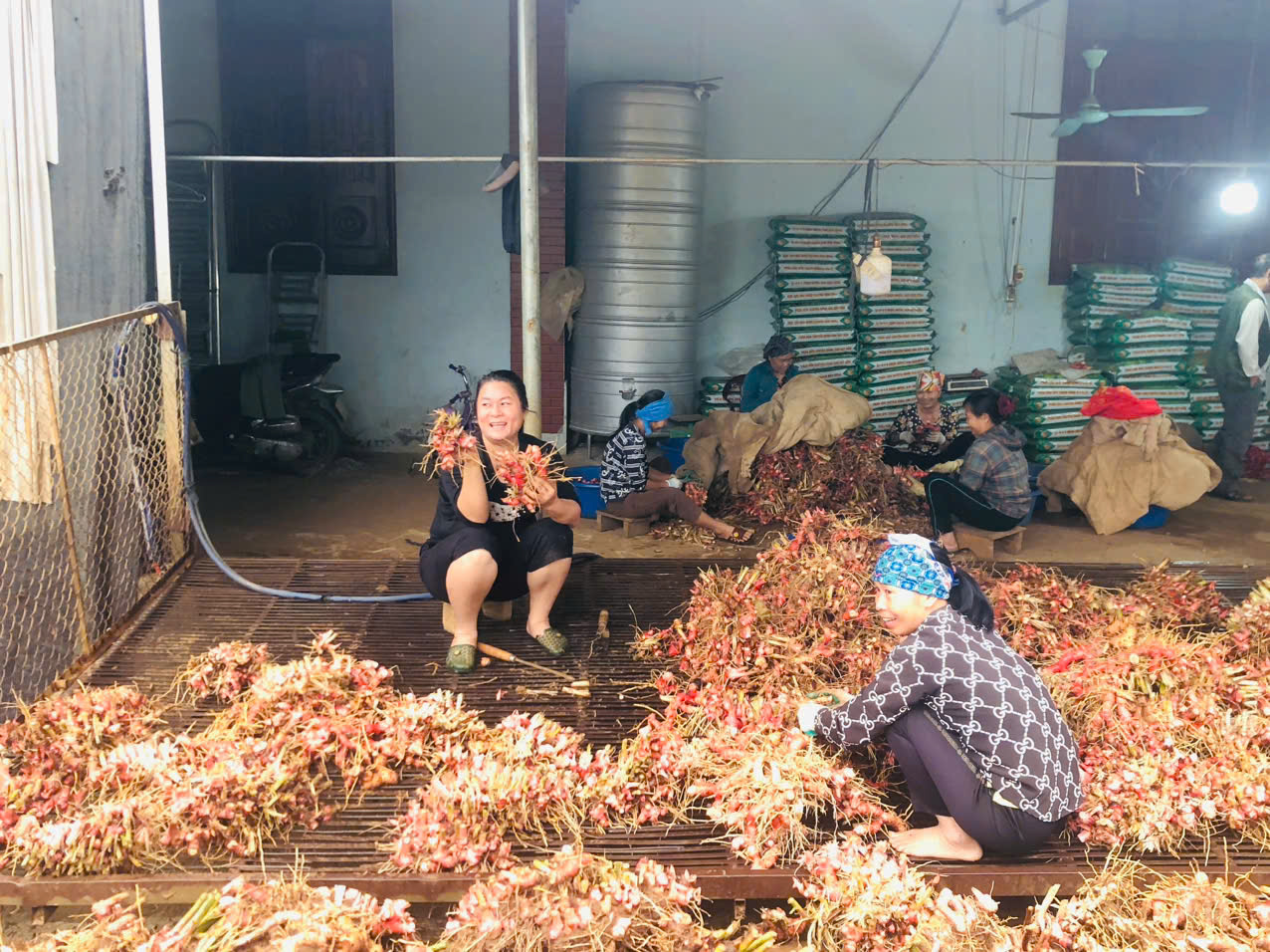 THĂNG BÌNH KHAI THÁC HIỆU QUẢ KINH TẾ TỪ CÂY RIỀNG