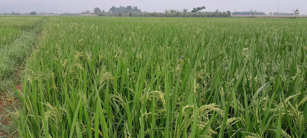 TRUNG TÂM CUNG ỨNG DỊCH VỤ CÔNG XÃ THĂNG BÌNH KIỂM TRA, NẮM TÌNH HÌNH CÂY LÚA VỤ XUÂN GIAI ĐOẠN TRỖ BÔNG