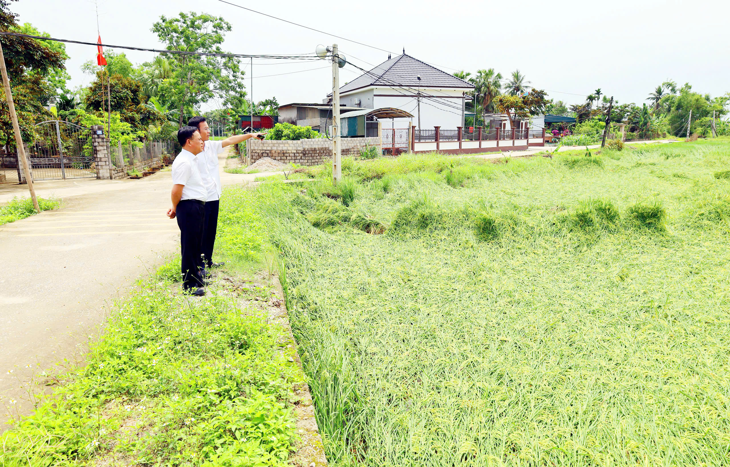 Đồng chí Đồng Minh Quân, Phó Bí thư Đảng ủy, Chủ tịch UBND xã Nông Cống kiểm tra diện tích lúa bị ngã, đổ do mưa, giông