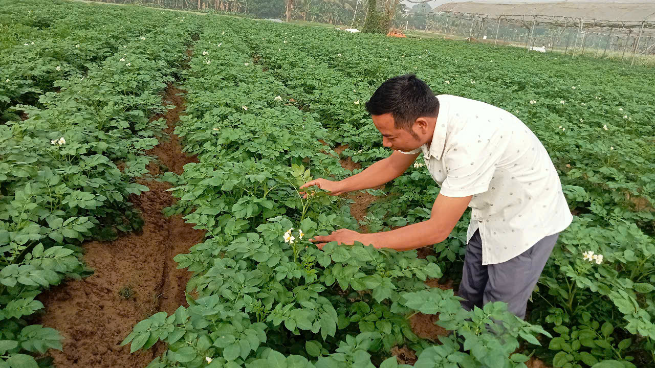 MỘT SỐ LƯU Ý CHĂM SÓC CÂY KHOAI TÂY VỤ ĐÔNG