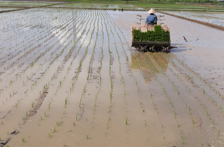 Nông dân xã Quảng Yên xuống đồng gieo cấy, gieo sạ lúa vụ chiêm xuân năm 2026