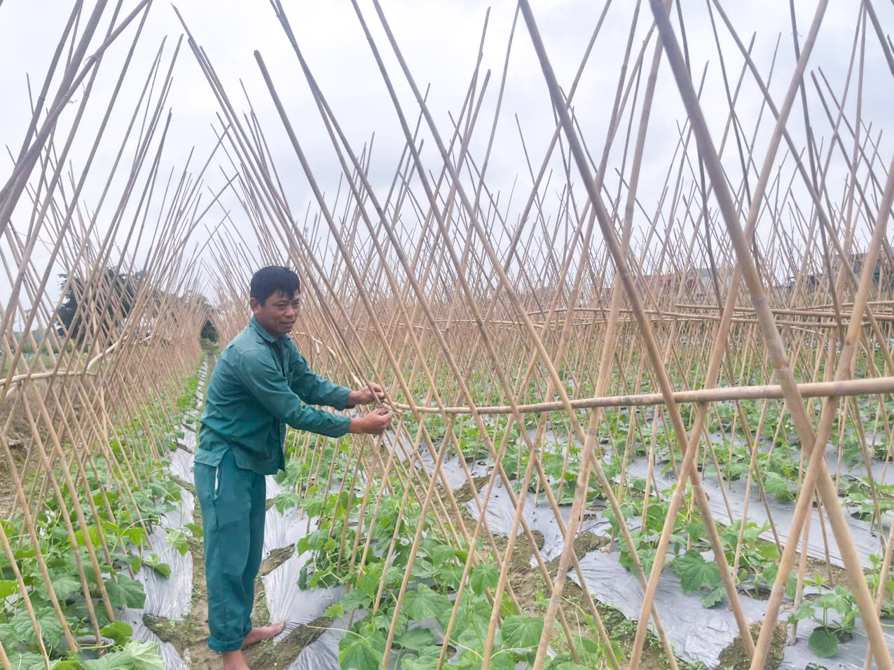 Nông dân xã Quảng Yên xuống đồng chăm sóc cây trồng đầu xuân