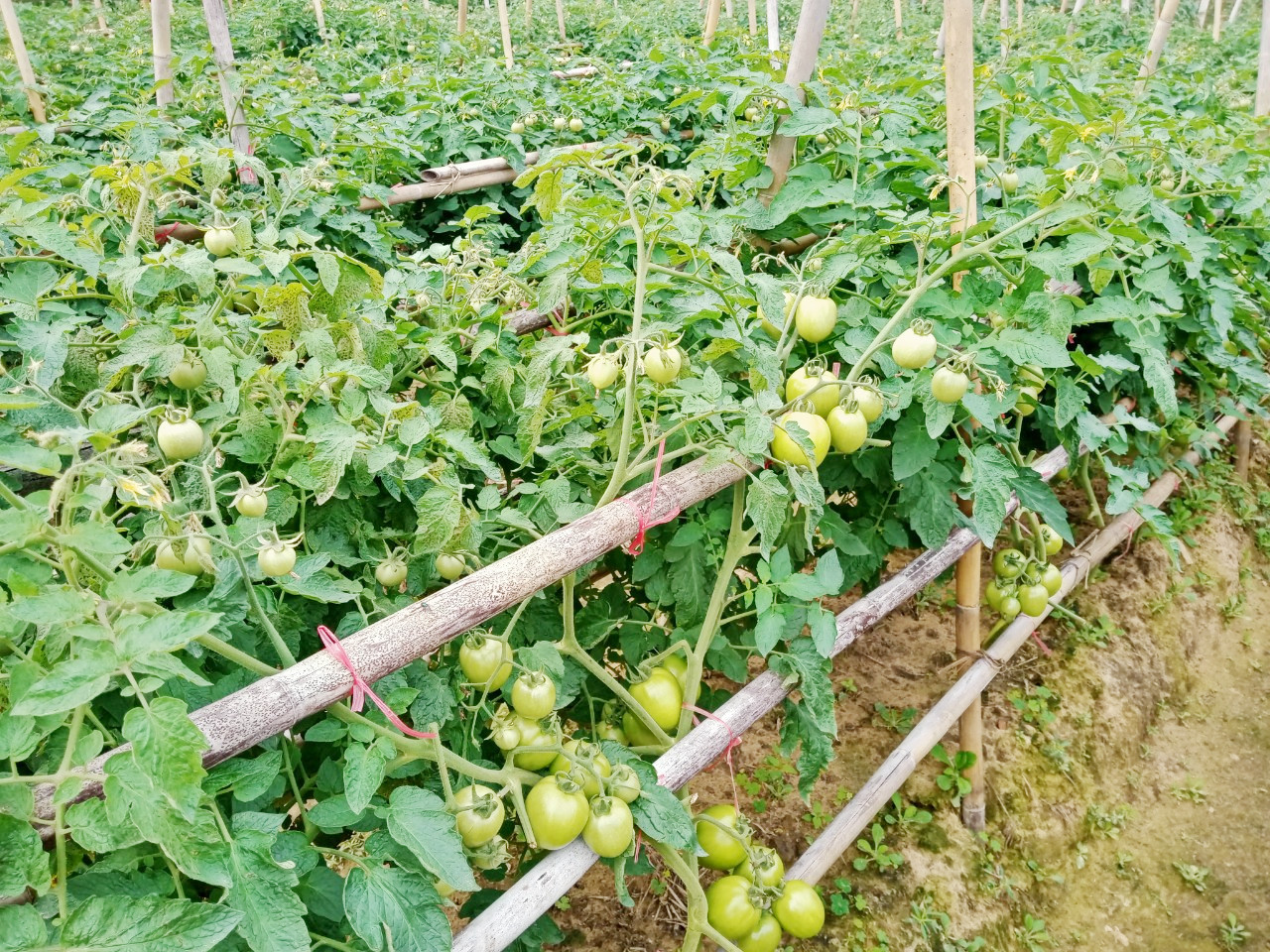 Nông dân xã Quảng Yên chủ động triển khai các biện pháp phòng chống rét cho cây trồng, vật nuôi