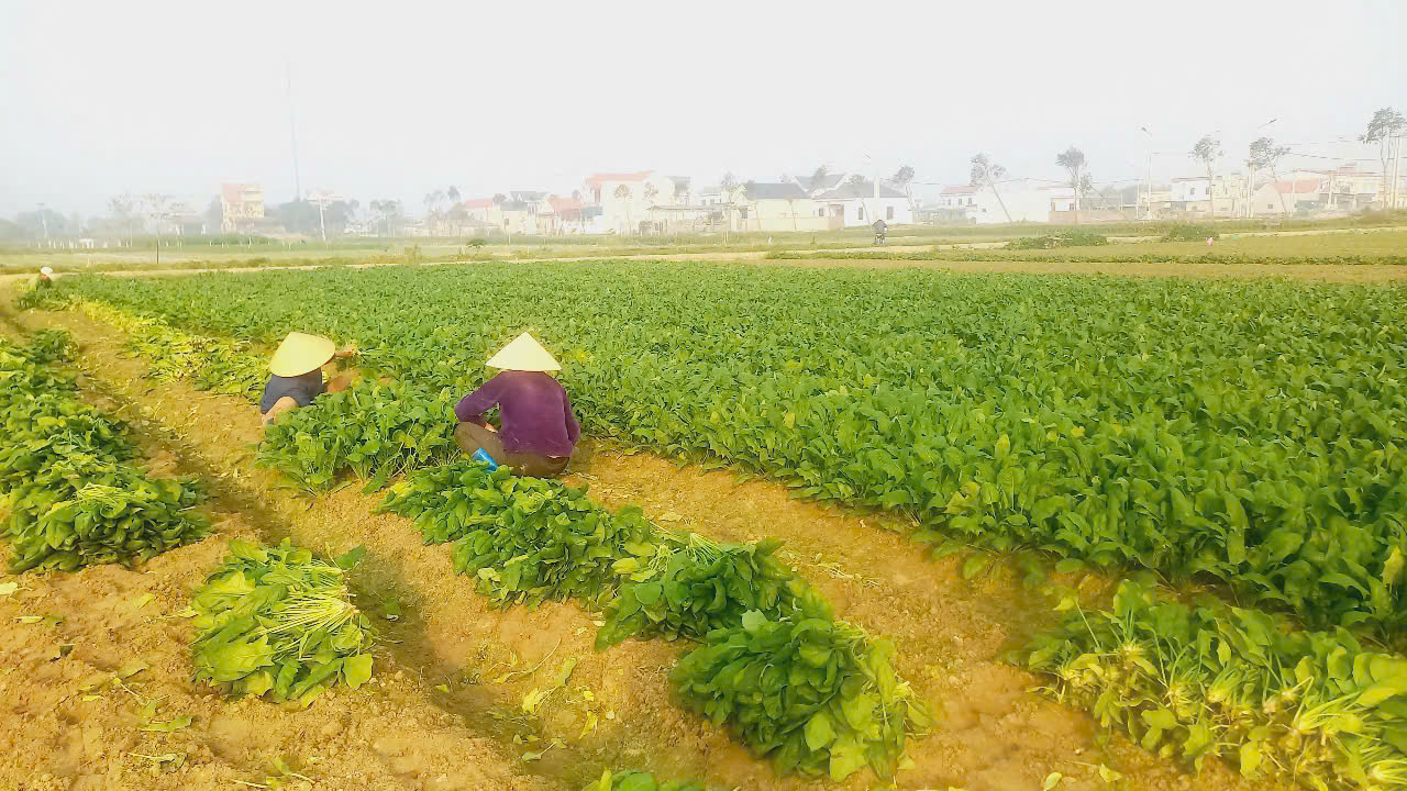 Bà con nông dân Hoa Lộc phấn khởi thu hoạch cây rau cải bó xôi