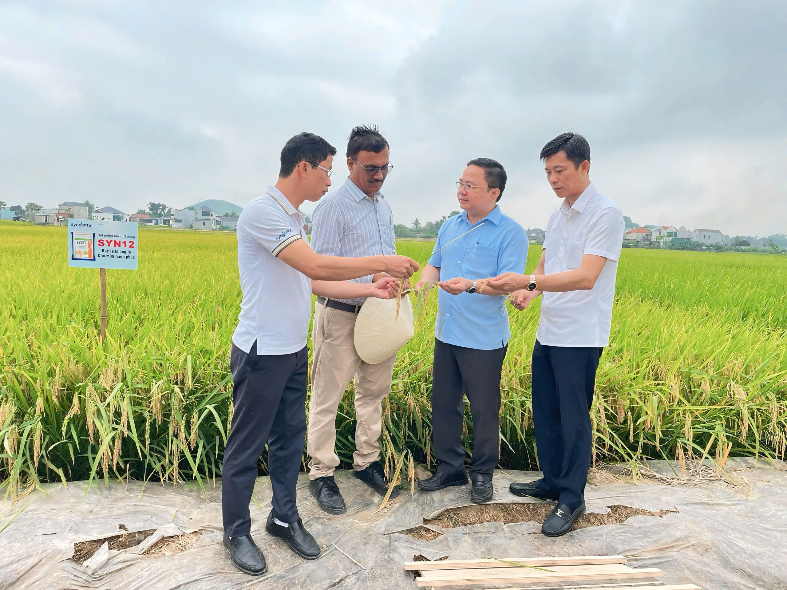 HỘI THẢO ĐÁNH GIÁ GIỐNG LÚA LAI 3 DÒNG SYN12 – “BẠC LÁ KHÔNG LO, CHO MÙA HẠNH PHÚC”