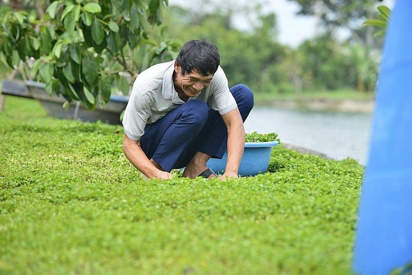 Rau Má Đồng Ngâu – Hương Vị Xứ Thanh, Thương Hiệu OCOP xã Thọ Long