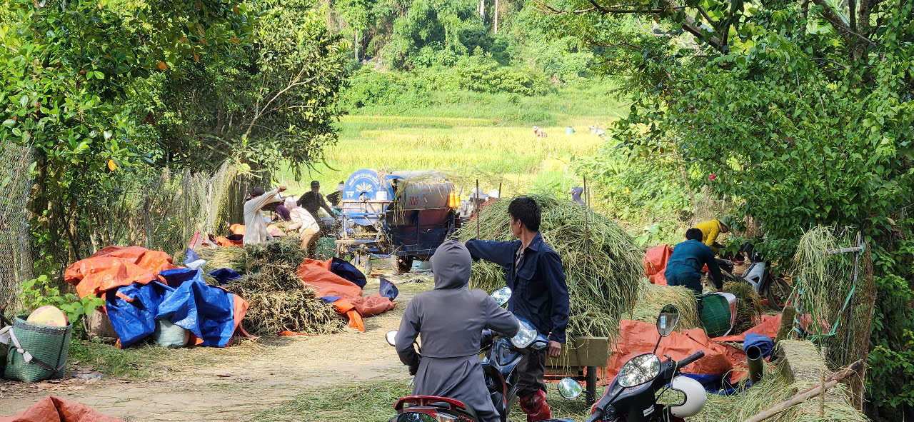 Bà con nông dân xã Quan Sơn hối hả gặt lúa chạy bão