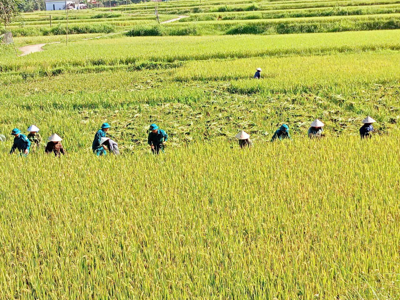 GẶT LÚA ''CHẠY'' BÃO