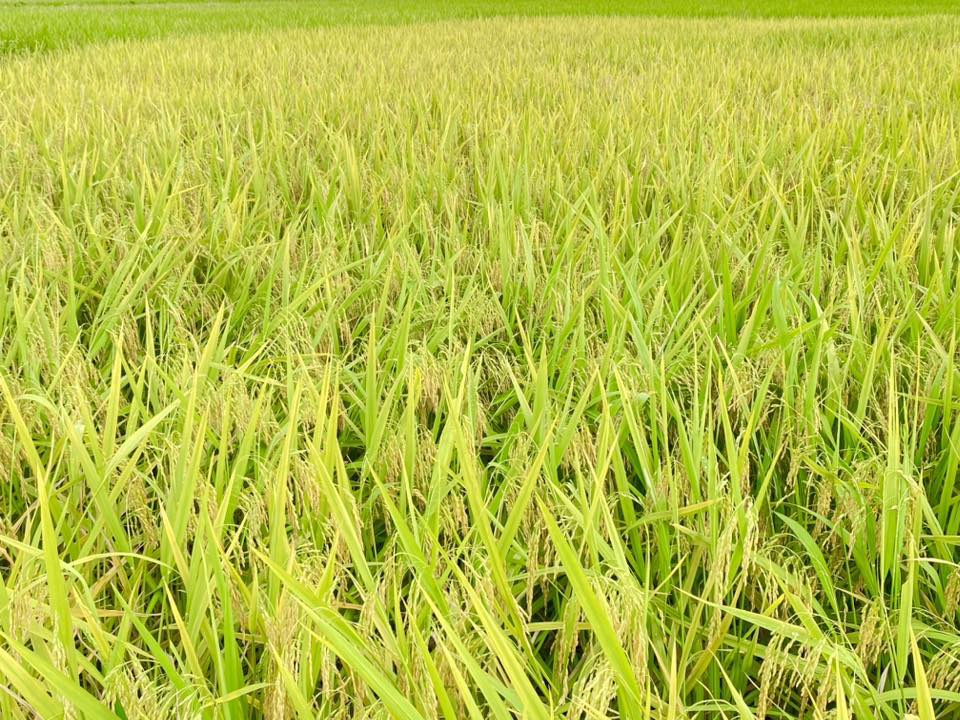 Xã An Nông bước vào thu hoạch lúa vụ Chiêm Xuân năm 2026