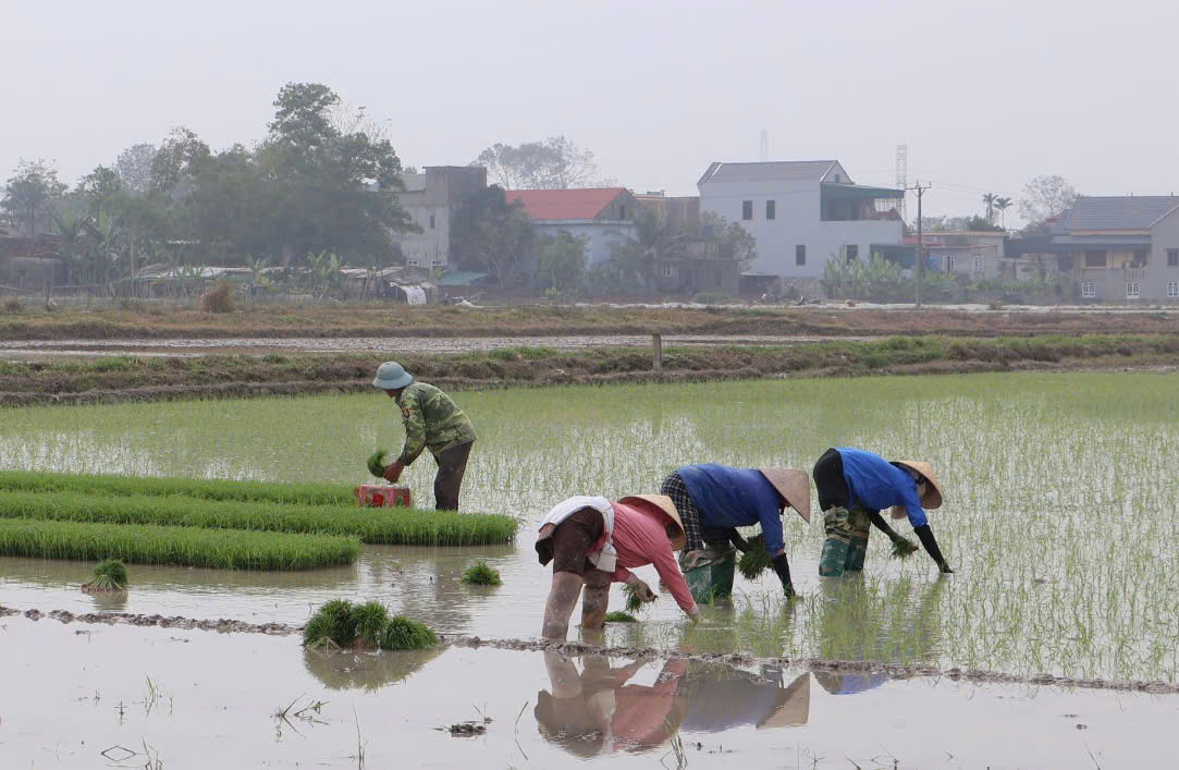 XÃ ĐỒNG TIẾN ĐẨY NHANH TIẾN ĐỘ GIEO, CẤY VỤ CHIÊM XUÂN, KẾT HỢP CƠ GIỚI HÓA VÀ LAO ĐỘNG THỦ CÔNG