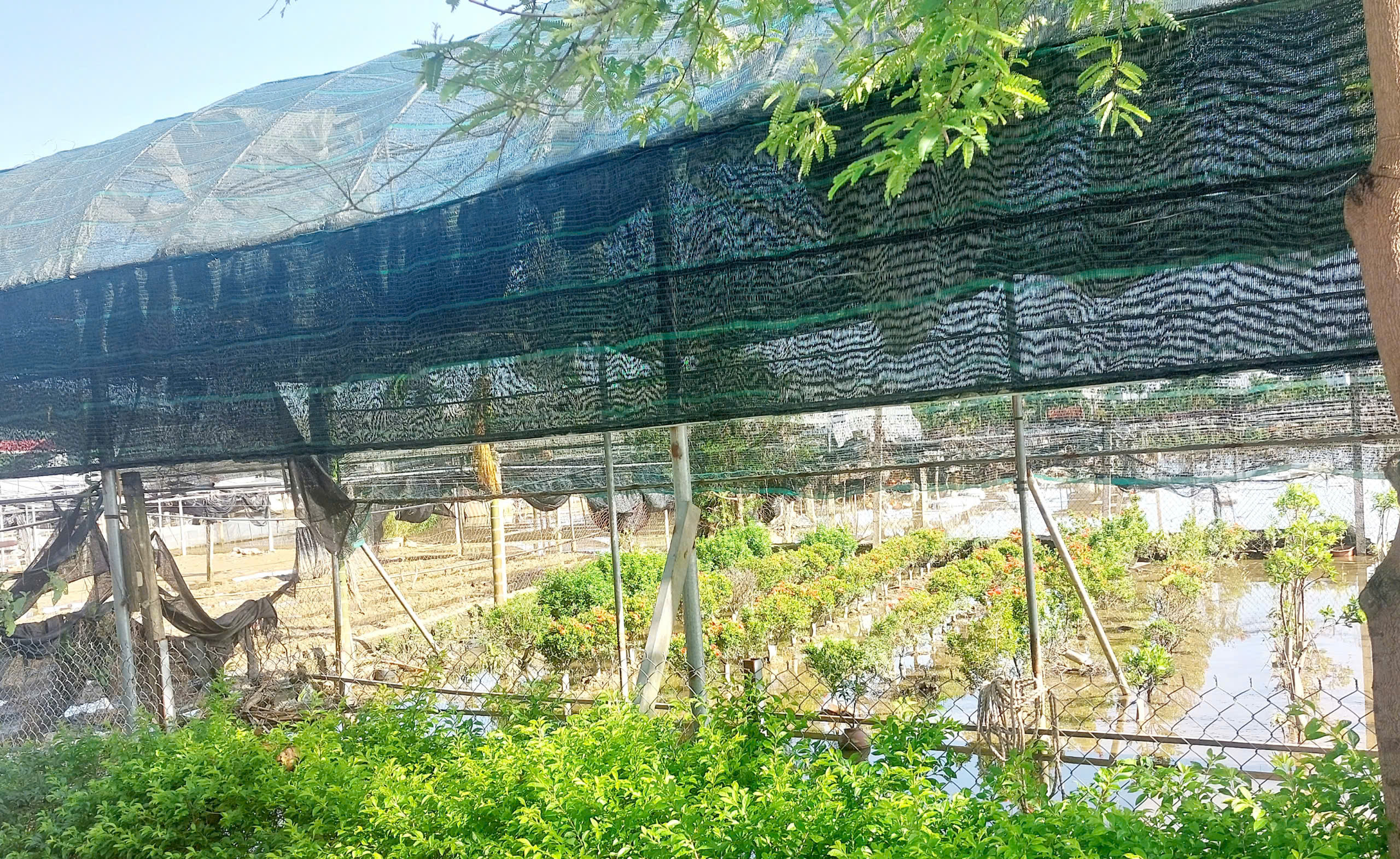 Gần 100 ha diện tích trồng hoa phường Hàm Rồng bị thiệt hại do mưa bão
