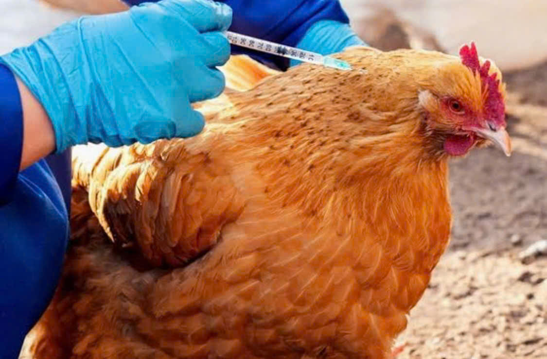 Kê khai hoạt động chăn nuôi và thống kê đàn vật nuôi trên địa bàn  phường Hàm Rồng 