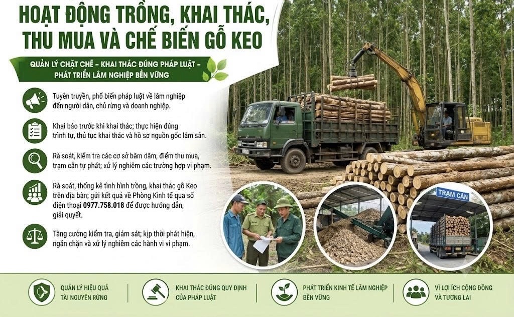 Xã Yên Thắng  tăng cường quản lý hoạt động trồng, khai thác, thu mua, chế biến gỗ keo