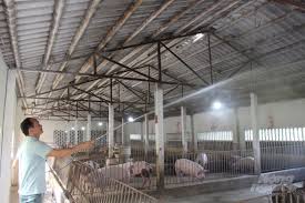 HƯỚNG DẪN CÔNG TÁC PHÒNG CHỐNG NẮNG NÓNG CHO VẬT NUÔI