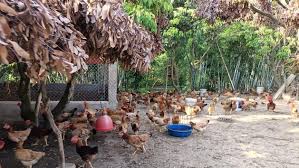 Cách phòng, chống nắng nóng cho vật nuôi