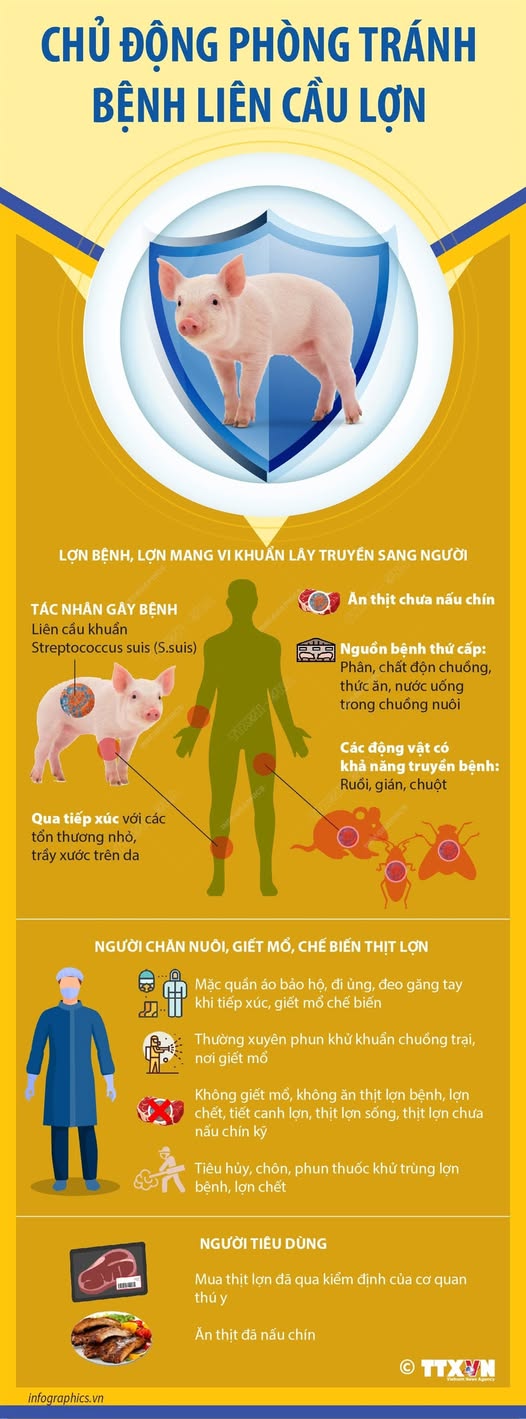 LỢN BỆNH, LƠN MANG VI KHUẨN LÂY TRUYỀN SANG NGƯỜI